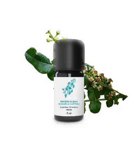 Huile essentielle - Encens Oliban 5 ml - Essenciagua